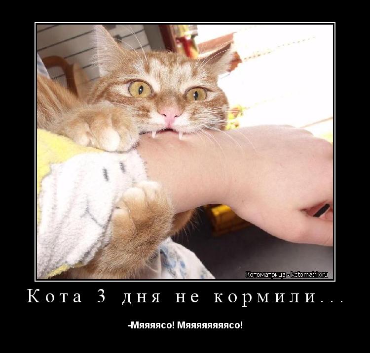 Котоматрица: Кота 3 дня не кормили... -Мяяяясо! Мяяяяяяяясо!