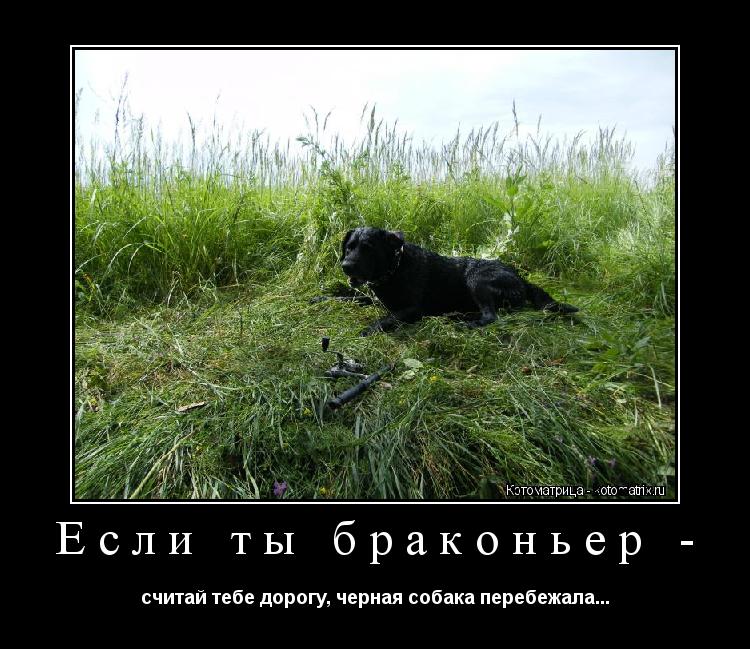 Если ты браконьер - считай тебе дорогу, черная собака перебежала...... Котоматрица: Если ты браконьер - считай тебе дорогу, черная собака перебежала...