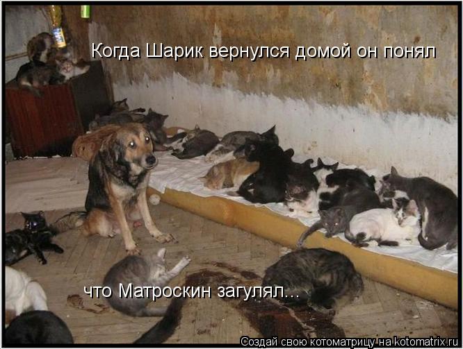 Когда Шарик вернулся домой он понял что Матроскин загулял... что Матроскин загулял...... Котоматрица: Когда Шарик вернулся домой он понял что Матроскин загулял... что Матроскин загулял...