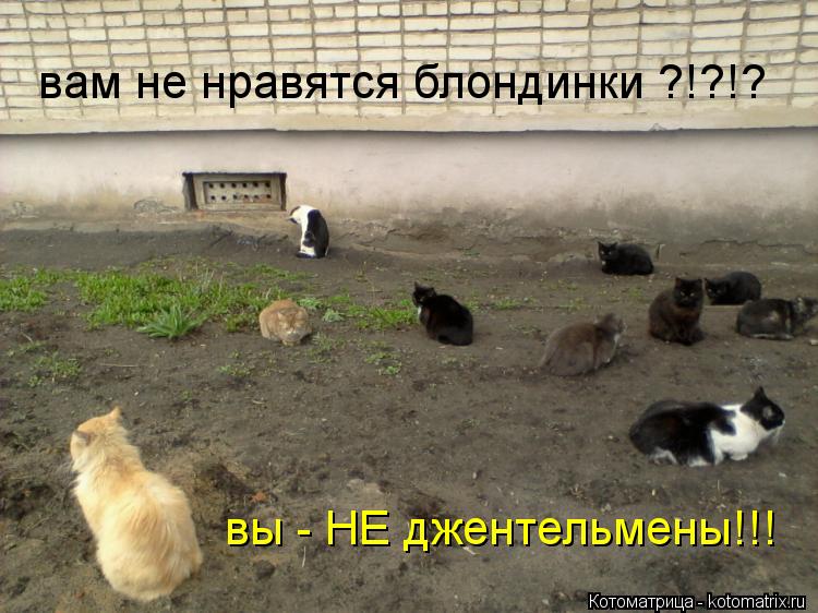 Котоматрица: вам не нравятся блондинки ?!?!? вы - НЕ джентельмены!!!