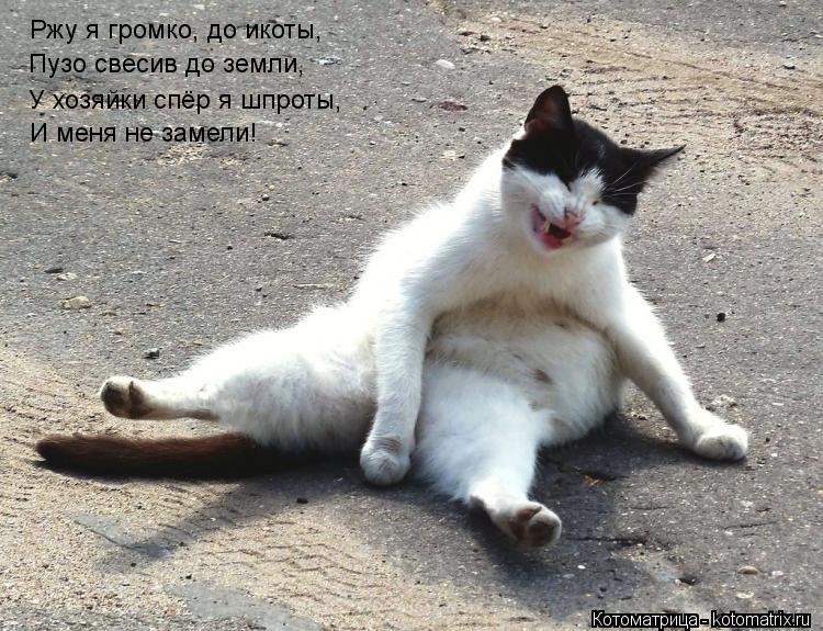 Ржу я громко, до икоты, Пузо свесив до земли, У хозяйки спёр я шпроты, И меня не замели!... Котоматрица: Ржу я громко, до икоты, Пузо свесив до земли, У хозяйки спёр я шпроты, И меня не замели!