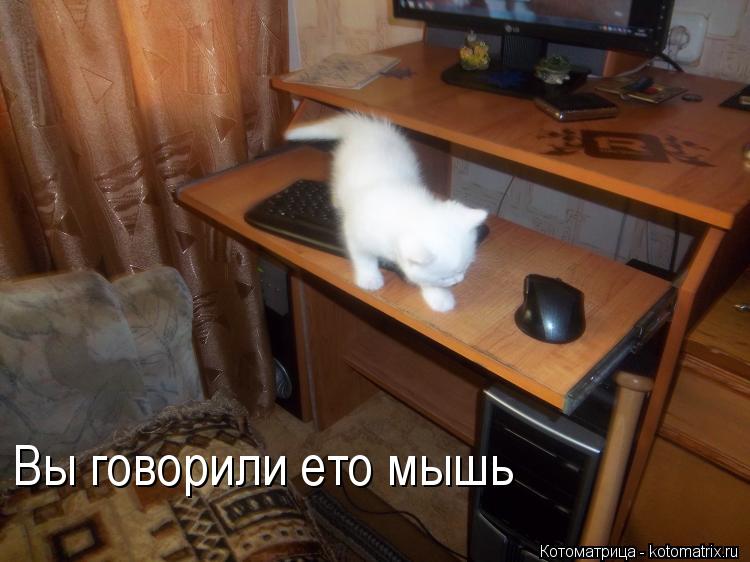 Котоматрица: Вы говорили ето мышь