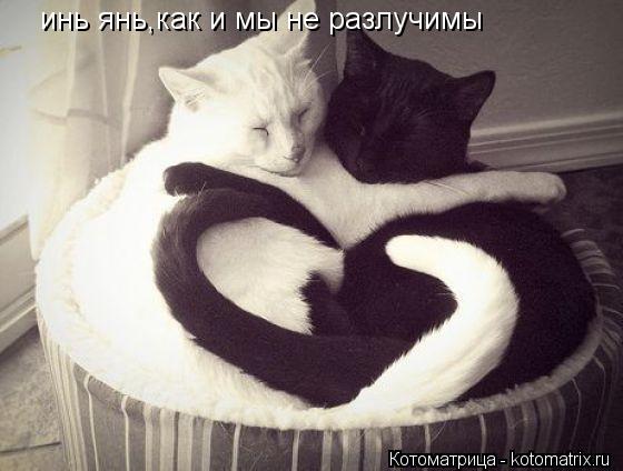 инь янь,как и мы не разлучимы... Котоматрица: инь янь,как и мы не разлучимы