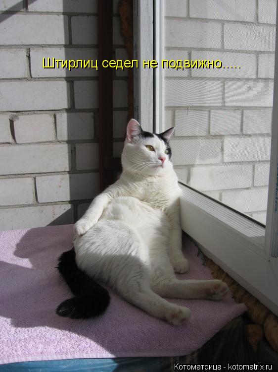 Штирлиц седел не подвижно........ Котоматрица: Штирлиц седел не подвижно.....