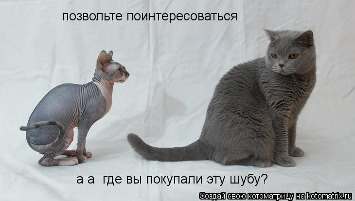 Котоматрица: позвольте поинтересоваться  а а  где вы покупали эту шубу?