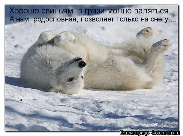 Котоматрица: Хорошо свиньям, в грязи можно валяться... А нам, родословная, позволяет только на снегу ...