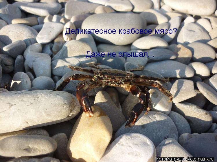 Деликатесное крабовое мясо? Даже не слышал...... Котоматрица: Деликатесное крабовое мясо? Даже не слышал...