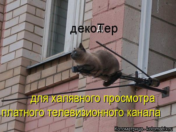 Котоматрица: д декоТер для халявного просмотра  платного телевизионного канала