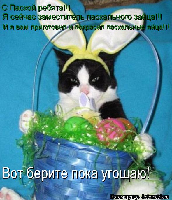Котоматрица: С Пасхой ребята!!! Я сейчас заместитель пасхального зайца!!! И я вам приготовил и покрасил пасхальные яйца!!! Вот берите пока угощаю!