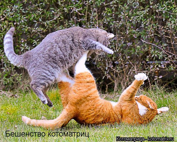 Котоматрица: Бешенство котоматриц...