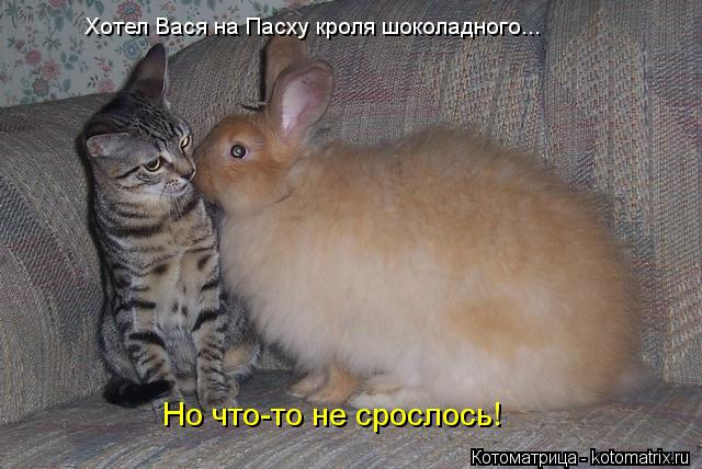 Хотел Вася на Пасху кроля шоколадного... Но что-то не срослось!... Котоматрица: Хотел Вася на Пасху кроля шоколадного... Но что-то не срослось!