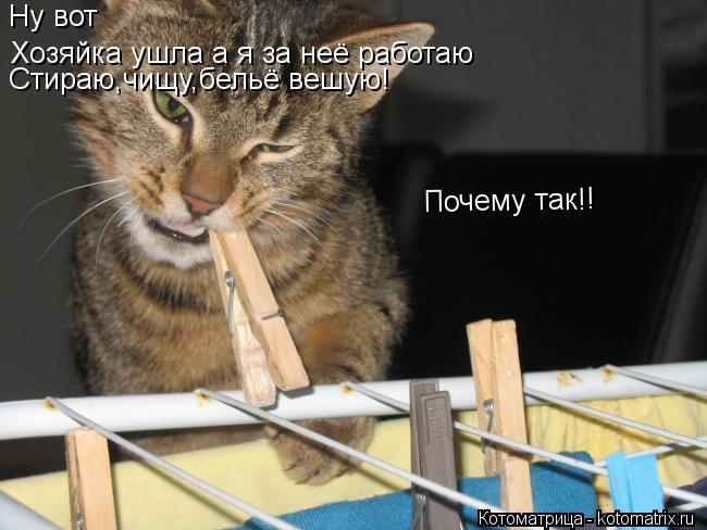 Котоматрица: Ну вот Хозяйка ушла а я за неё работаю Стираю,чищу,бельё вешую! Почему так!!
