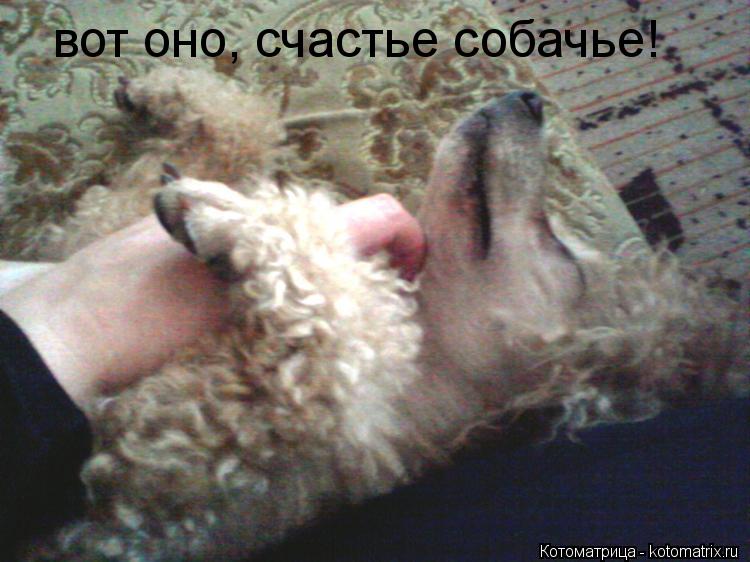 Котоматрица: вот оно, счастье собачье!