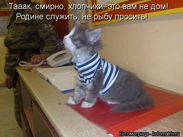 Котоматрица: Тааак, смирно, хлопчики, это вам не дом! Родине служить, не рыбу просить!