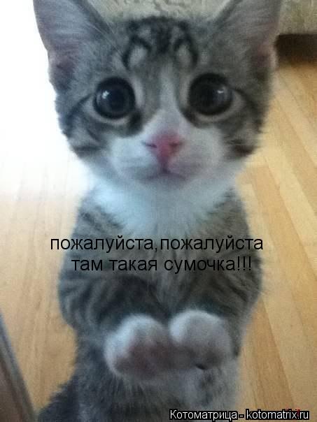 пожалуйста,пожалуйста там такая сумочка!!!... Котоматрица: пожалуйста,пожалуйста там такая сумочка!!!