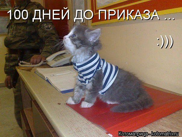 Котоматрица: 100 ДНЕЙ ДО ПРИКАЗА ... :)))