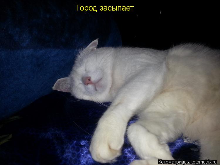 Город засыпает... Котоматрица: Город засыпает