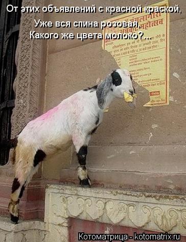 От этих объявлений с красной краской, Уже вся спина розовая, Какого же цвета молоко?...... Котоматрица: От этих объявлений с красной краской, Уже вся спина розовая, Какого же цвета молоко?...