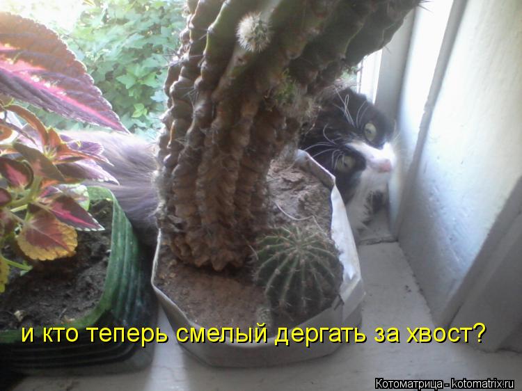 Котоматрица: и кто теперь смелый дергать за хвост?
