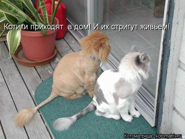 Котики приходят в дом! И их стригут живьем!... Котоматрица: Котики приходят в дом! И их стригут живьем!