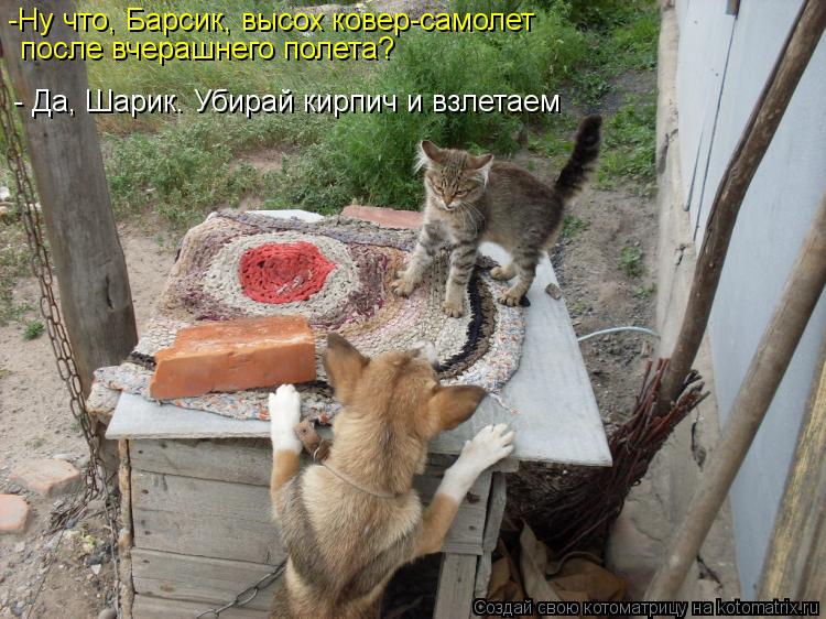 Котоматрица: после вчерашнего полета? -Ну что, Барсик, высох ковер-самолет  - Да, Шарик. Убирай кирпич и взлетаем