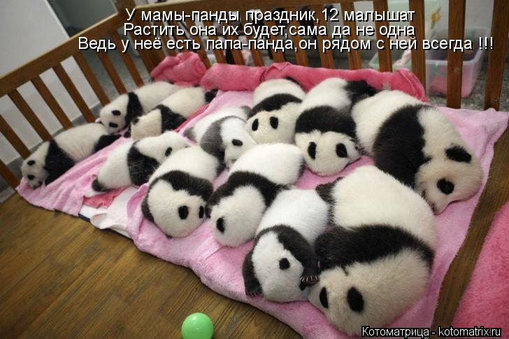 Котоматрица: У мамы-панды праздник,12 малышат Растить она их будет,сама да не одна Ведь у неё есть папа-панда,он рядом с ней всегда !!!
