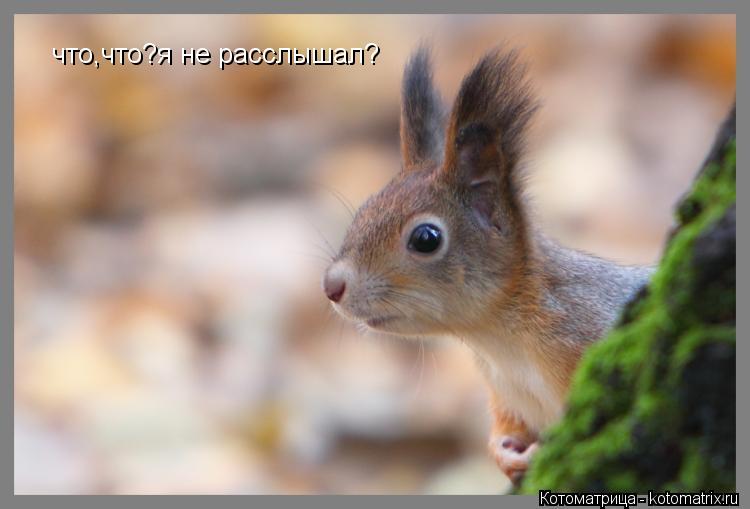 что,что?я не расслышал?... Котоматрица: что,что?я не расслышал?