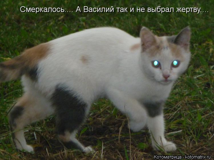 Смеркалось.... А Василий так и не выбрал жертву....... Котоматрица: Смеркалось.... А Василий так и не выбрал жертву....