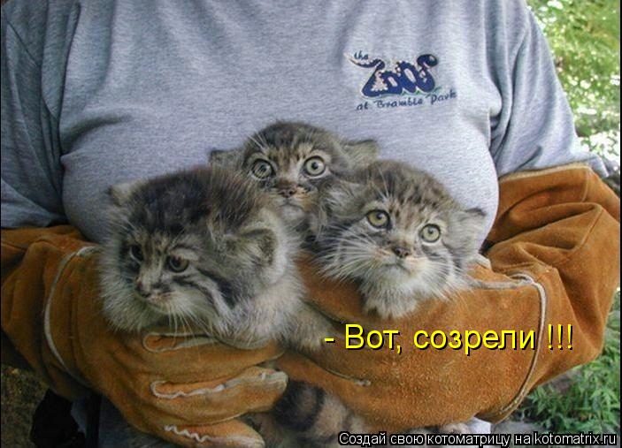 - Вот, созрели !!!... Котоматрица: - Вот, созрели !!!