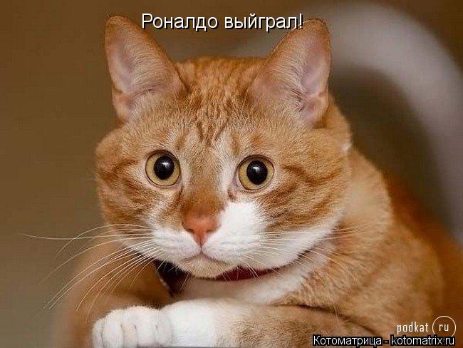 Роналдо выйграл!... Котоматрица: Роналдо выйграл!