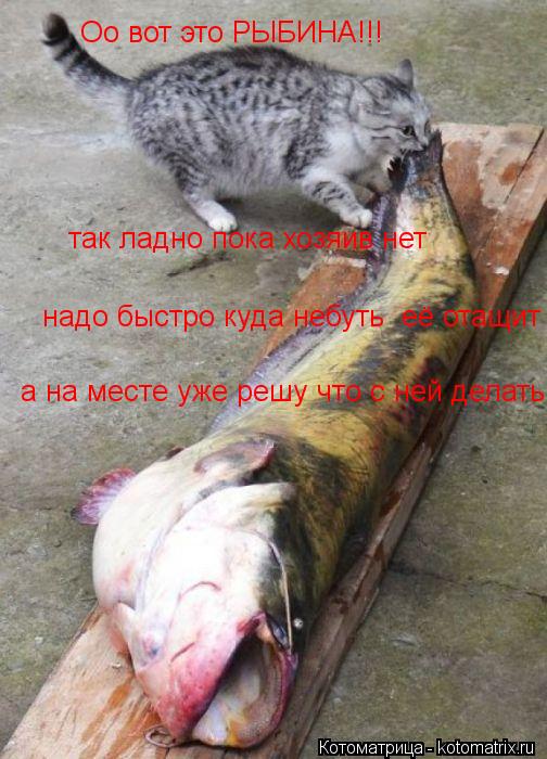 Котоматрица: Оо вот это РЫБИНА!!! так ладно пока хозяив нет  надо быстро куда небуть  её отащит  а на месте уже решу что с ней делать
