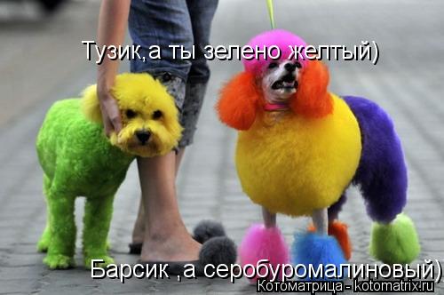 Тузик,а ты зелено желтый) Барсик ,а серобуромалиновый)))))))... Котоматрица: Тузик,а ты зелено желтый) Барсик ,а серобуромалиновый)))))))