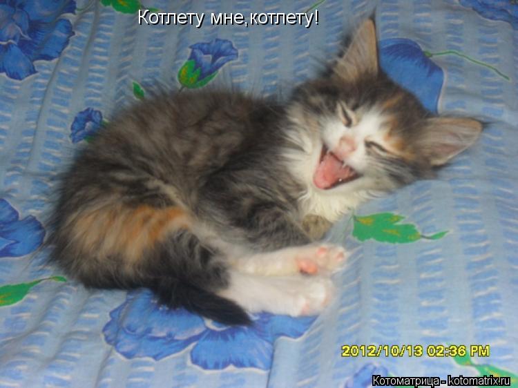 Котлету мне,котлету!... Котоматрица: Котлету мне,котлету!