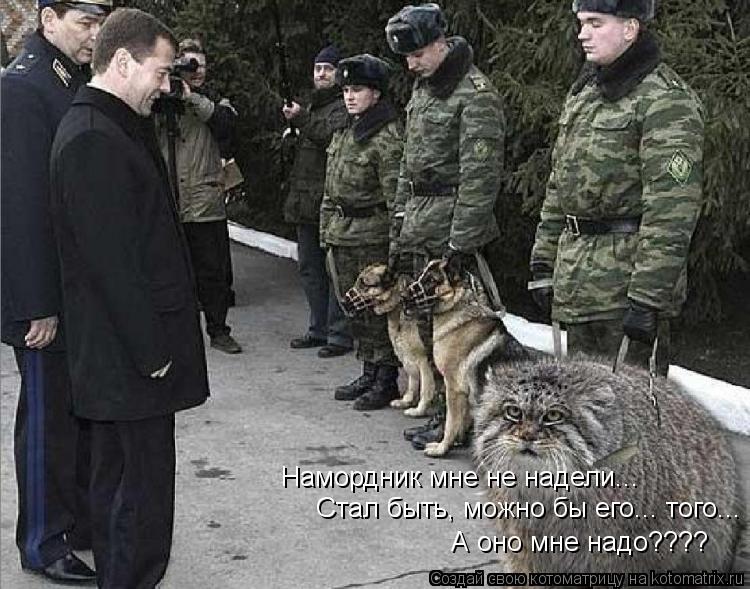 Намордник мне не надели... Стал быть, можно бы его... того... А оно мне надо????... Котоматрица: Намордник мне не надели... Стал быть, можно бы его... того... А оно мне надо????