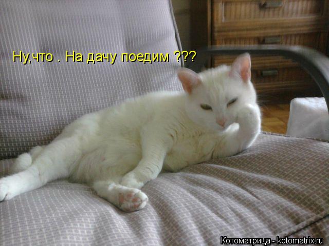 Котоматрица: Ну,что . На дачу поедим ???