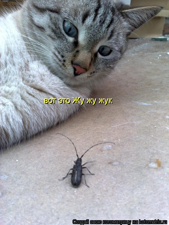 вот это Жу жу жук вот это Жу жу жук... Котоматрица: вот это Жу жу жук вот это Жу жу жук