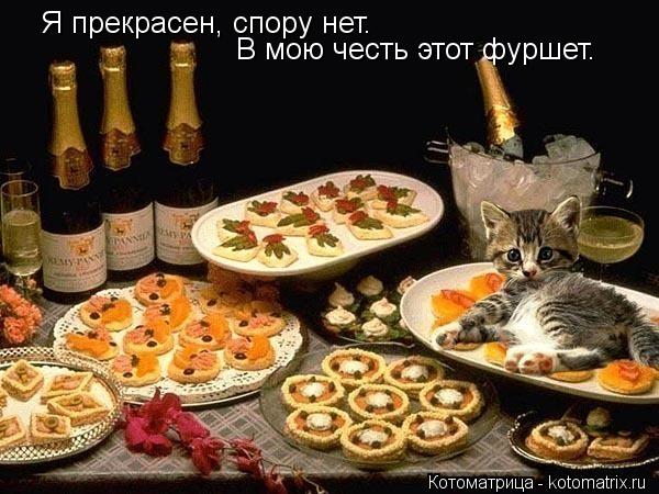 Я прекрасен, спору нет. В мою честь этот фуршет.... Котоматрица: Я прекрасен, спору нет. В мою честь этот фуршет.