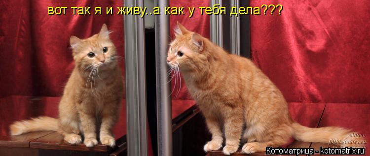 вот так я и живу..а как у тебя дела???... Котоматрица: вот так я и живу..а как у тебя дела???