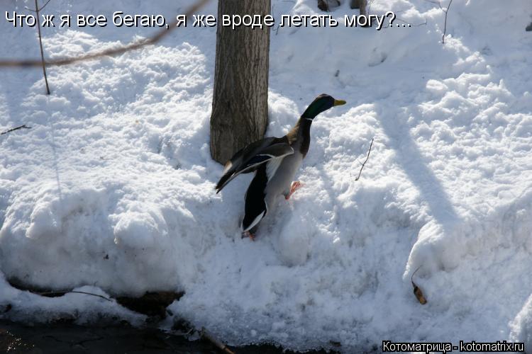 Что ж я все бегаю, я же вроде летать могу?...... Котоматрица: Что ж я все бегаю, я же вроде летать могу?...