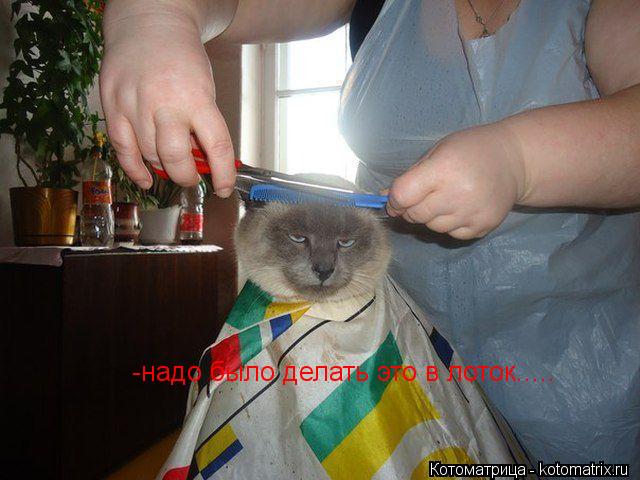 -надо было делать это в лоток........ Котоматрица: -надо было делать это в лоток.....