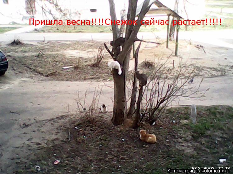 Котоматрица: Пришла весна!!!!Снежок сейчас растает!!!!!