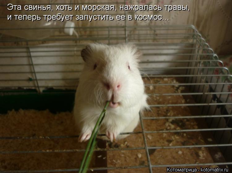 Эта свинья, хоть и морская, нажралась травы, и теперь требует запустить ее в космос...... Котоматрица: Эта свинья, хоть и морская, нажралась травы, и теперь требует запустить ее в космос...