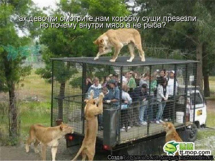 Котоматрица: ах девочки смотрите нам коробку суши превезли но почему внутри мясо а не рыба?