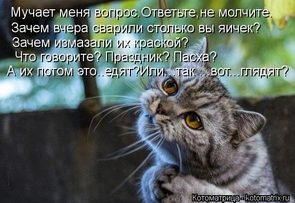 Котоматрица: Мучает меня вопрос.Ответьте,не молчите. Зачем вчера сварили столько вы яичек? Зачем измазали их краской? Что говорите? Праздник? Пасха? А их 