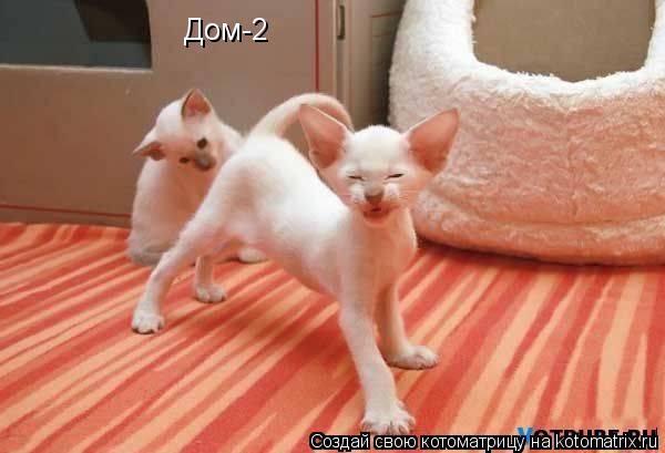 Дом-2... Котоматрица: Дом-2
