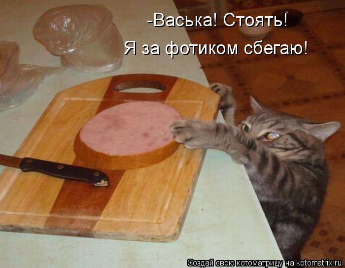 -Васька! Стоять! Я за фотиком сбегаю!... Котоматрица: -Васька! Стоять! Я за фотиком сбегаю!
