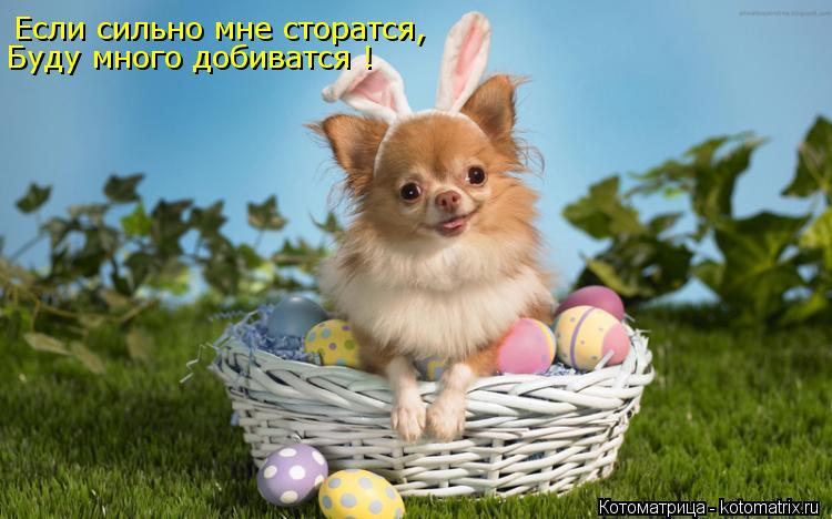 Котоматрица: Если сильно мне сторатся, Буду много добиватся !