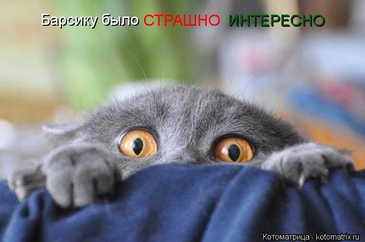 ИНТЕРЕСНО СТРАШНО Барсику было... Котоматрица: ИНТЕРЕСНО СТРАШНО Барсику было