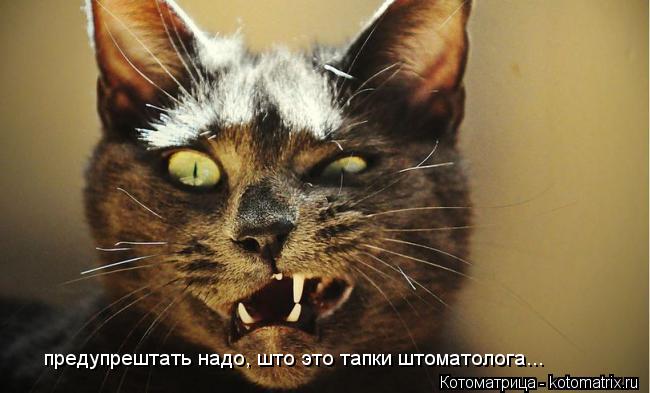 Котоматрица: предупрештать надо, што это тапки штоматолога...
