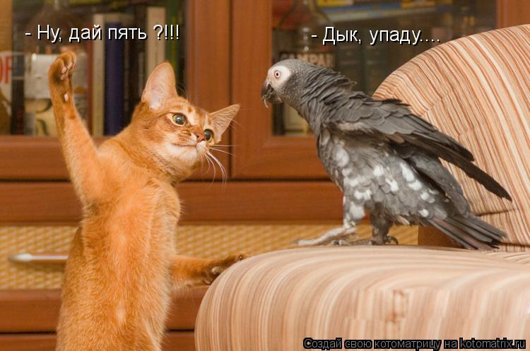 - Ну, дай пять ?!!! - Дык, упаду....... Котоматрица: - Ну, дай пять ?!!! - Дык, упаду....
